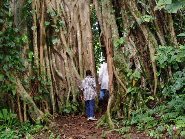 Passage Through A Tree (photo: Njei M.T)